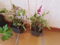 20190626_073929.webp