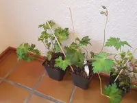 20190626_073936.jpg