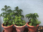 BILD1212.JPG