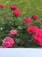 DF837769-37D8-4FF3-8290-4E39D0B0C94F.webp
