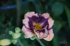 DSC07887.webp