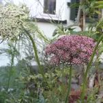 SAM_1016.webp