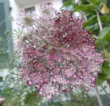 SAM_1019.webp