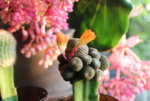 Kaktussiblüte.JPG