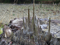 IMG_4970 v (2).webp