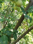 IMG_20190627_110656.jpg