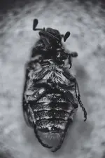 Maikäfer.webp