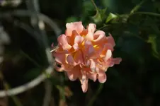 DSC07891.webp