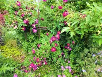 rosa gallica tuscany.webp