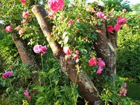 rosarium uetersen.webp