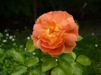 CBE02C5E-B9C5-46E1-81F9-F08A79500C8A.jpeg
