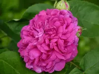 BE12134F-E2AB-42CB-A2DE-85A83EF0338C.webp