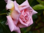 5DCD0379-B690-4140-BA08-F2371BD14385.jpeg