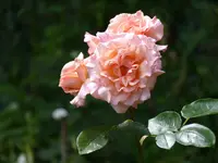 0D028AC5-DD5D-47BE-8258-4537CE9E5DB7.jpeg