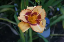 DSC07901.webp