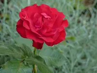 8F690F44-CCBA-4E23-816B-1AB6B3BE638D.webp