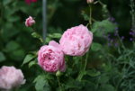 Rose Charles Renee Mackintosh0418.JPG