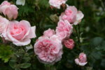 Rose Home & Garden0116.JPG