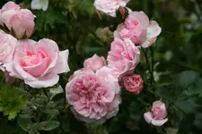 Rose Home & Garden0116.webp