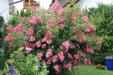 Rose Juanita1619.JPG