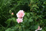 Rose Kathryn Morley 0119.JPG