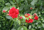 Rose Out of Rosenheim1619.JPG