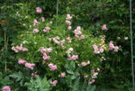 Rose Pink Gislaine de Felingonde1519.JPG