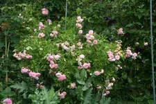 Rose Pink Gislaine de Felingonde1519.webp