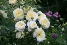 Rose The Pilgrim1819 (2).webp