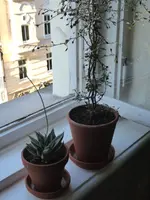 P1060068.webp P1060068.webp