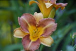 DSC07913.JPG
