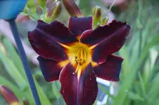 DSC07907.webp