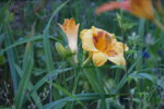 DSC07911.JPG