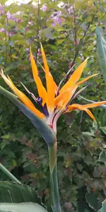 IMG-20190626-WA0021.webp
