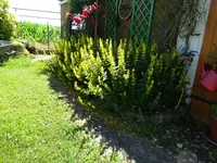 DSC00487.webp