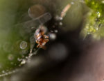 Kleine Spinne.jpg