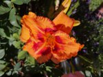 IMG_20190629_095231.jpg