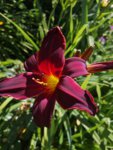 IMG_20190629_095241.jpg