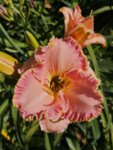 IMG_20190629_095247.jpg