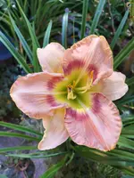 IMG_20190629_095418.webp