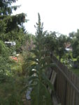 BILD1214.JPG