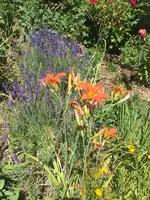 IMG_1615.JPG