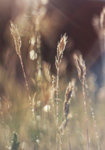 Gras15.JPG