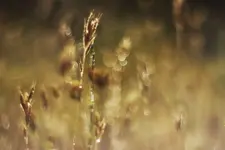 Gras18.webp