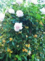 newdawn.webp