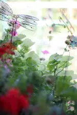 image009.webp