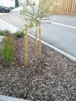 Baum.webp