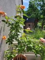 20190602_103554_compress95.webp