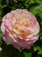 20190602_103650_compress50.webp