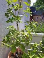 20190630_095755_compress92.webp